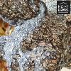 Bulldog Home Edelweiss collection : Muséum by Drimmer 40 cm